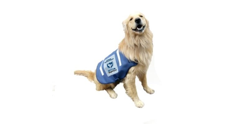 La extraordinaria vida de un perro guardián La extraordinaria vida de un perro guardián